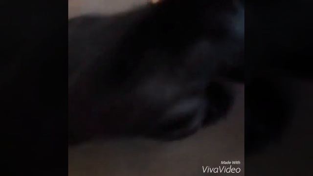 Моя маленькая собачка смотреть онлайн