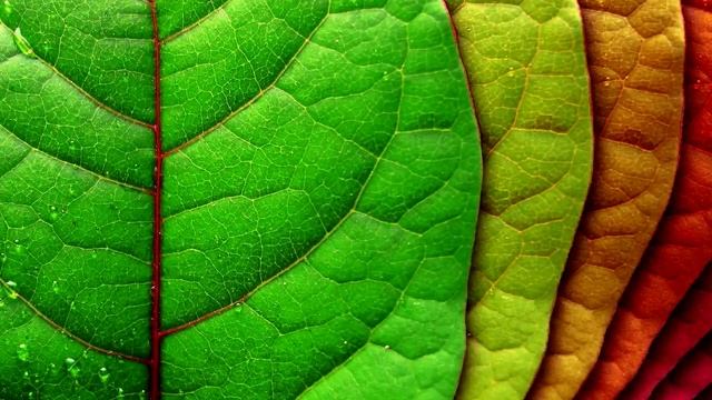 Минута просвещения - Почему желтеют листья