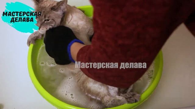 Как помыть кота. How To Bathe a Cat смотреть онлайн