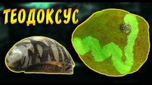 Эксперимент улитки теодоксус против водорослей в аквариуме. Выпуск √1
