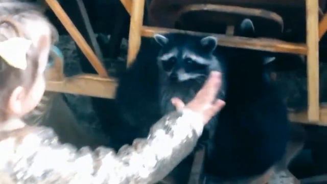 Mira crazy animals|Как не надо делать смотреть онлайн