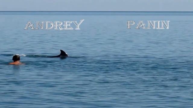 Я с дельфином в море. I am the Dolphin in the sea. смотреть онлайн