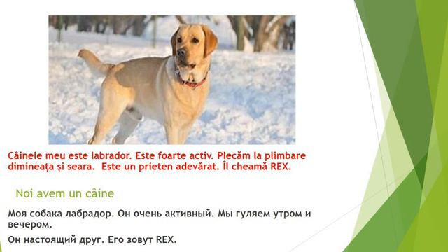 Румынский язык Мои домашние животные смотреть онлайн