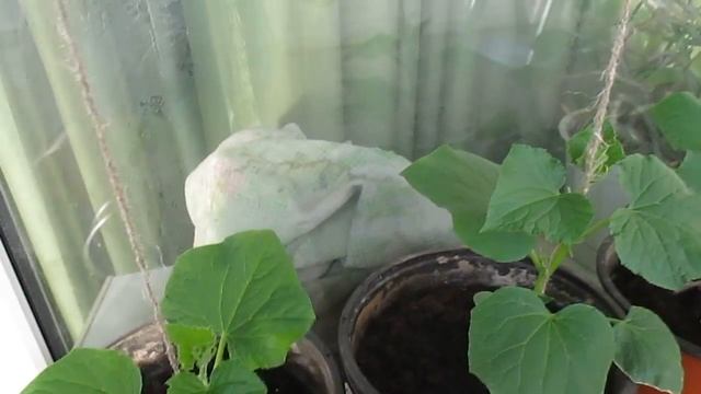 выращиваем огурцы на балконе 3, 2017 смотреть онлайн