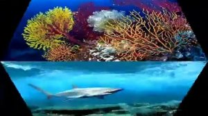 Красиво и Необычно. На морском дне.