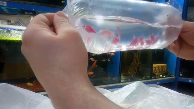 Поступление рыбы 14.02.2020 г. Ошибка поставщиков. Распаковка бокса с новой рыбкой. смотреть онлайн