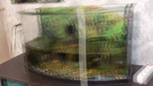 Что такое Аквариум? Знакомство с Рыбками |Нужен ли в Квартире или Доме Аквариум | Aquarium With Fis