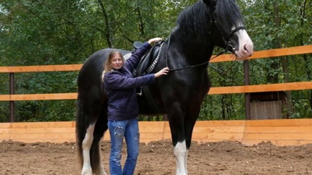 Лошади Першерон разведение и особенности породы | Коневодство | Порода лошадей Першерон