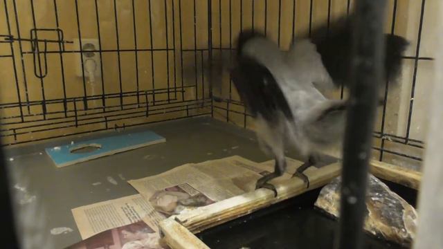 Танец Кар Карыча