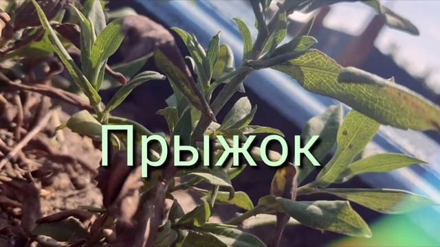 ×Влог С моря 2020/Dasha Cat× смотреть онлайн