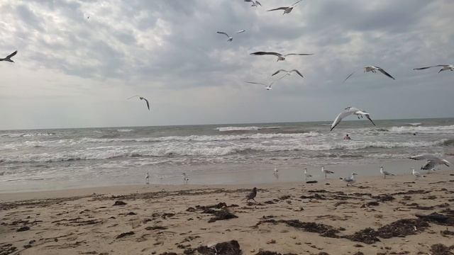 Евпатория 2022. Море, чайки и волна. смотреть онлайн
