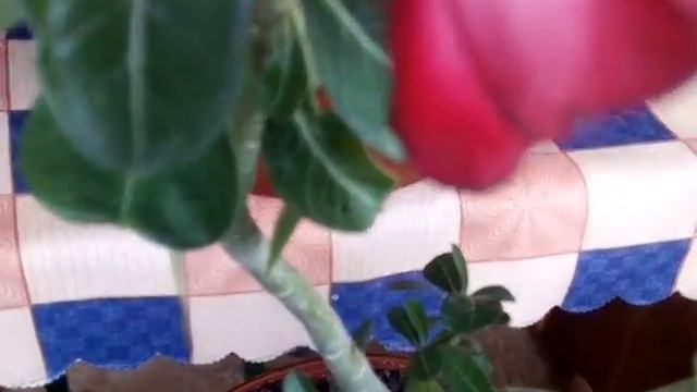 Виды цветов адениумов выращенных в домашних условиях из семян смотреть онлайн