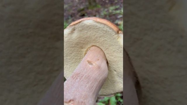 БЕЛЫЙ ГРИБ ДУБОВЫЙ ! ИЗУЧАЕМ ГРИБЫ ! смотреть онлайн