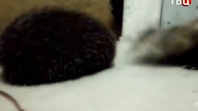Забавные животные. Смешные Хорьки смотреть онлайн