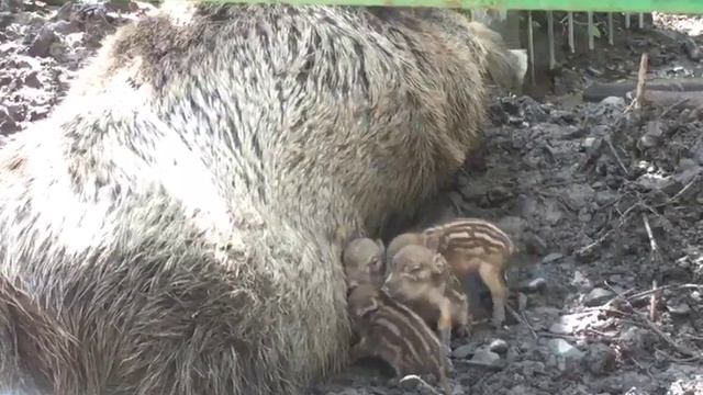 В вольерном комплексе «Лаура» родились кабанята смотреть онлайн