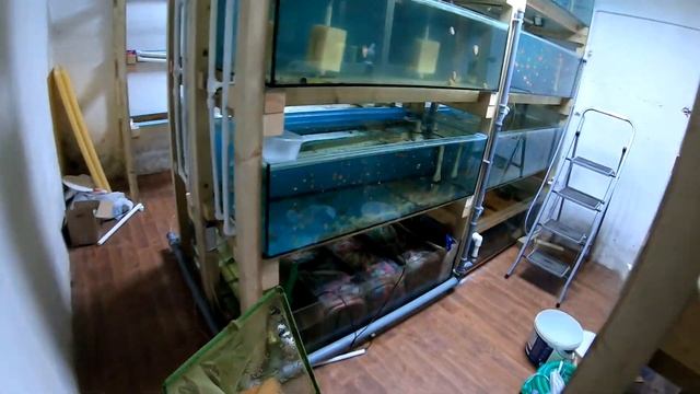 Данио GloFish. Посадка на нерест