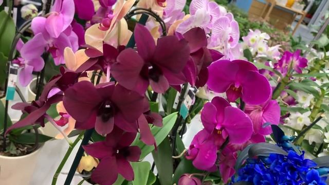 Две витрины орхидей в Бауцентре 17 января 2021 г. Шоу Орхидей только раз в году!)))) смотреть онлайн