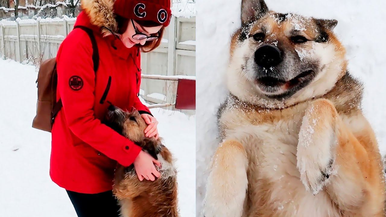 КАК МЫ СЪЕЗДИЛИ В ПРИЮТ ДЛЯ БЕЗДОМНЫХ СОБАК смотреть онлайн