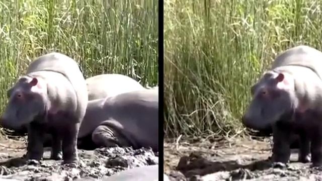 Video stabilization using OpenCV #2 смотреть онлайн