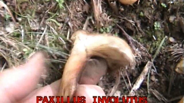 paxillus_involutus.mpeg смотреть онлайн