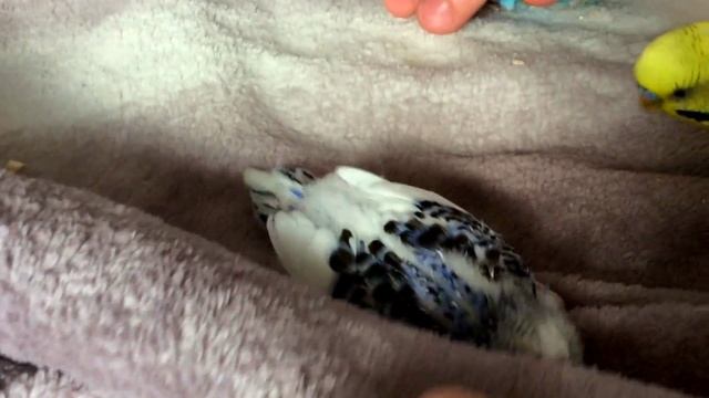 Жизнь волнистых попугайчиков, Весь период гнездования / Life BUDGIES ,breeding season смотреть онлайн