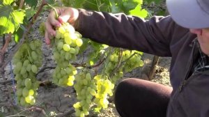 @ВИНОГРАД  ВАЛЕНТИНА белый виноград, мускат