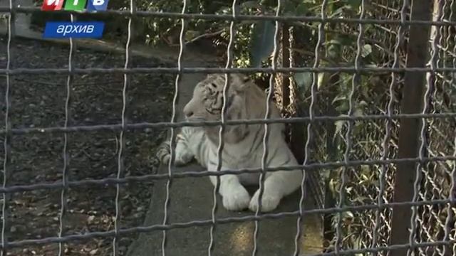 Родилась зебра - маленькая зебра по кличке Дума смотреть онлайн