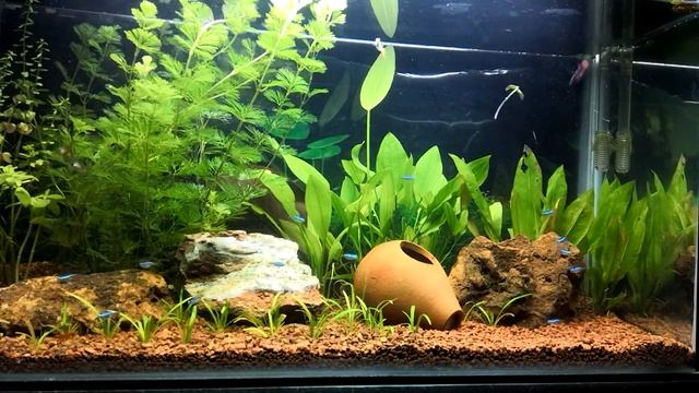 Aquaspaces for beginners. Easy set up tetra aquarium. Bangalore. смотреть онлайн