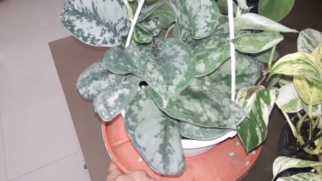 Bushy plant Scindapsus pictus also known as Satin pothos in hanging pot смотреть онлайн