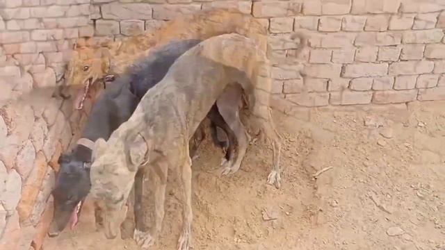 Greyhound dogs kennel | puppies business | pets vlog | raheel pets tv | mini zoo смотреть онлайн