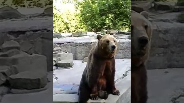 Калининградский зоопарк медведь зажигает смотреть онлайн