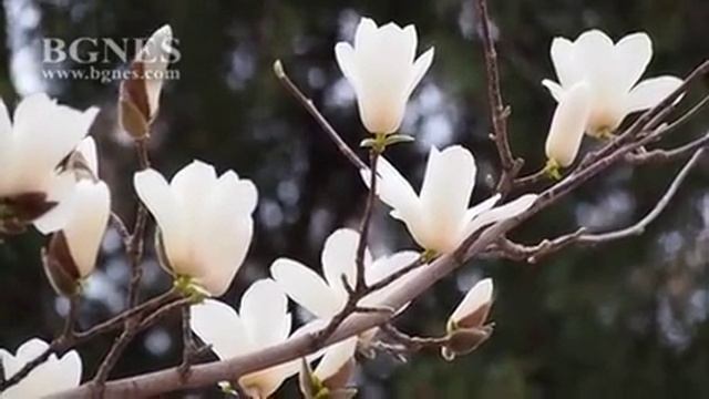 Магнолия разцъфна в центъра на Варна