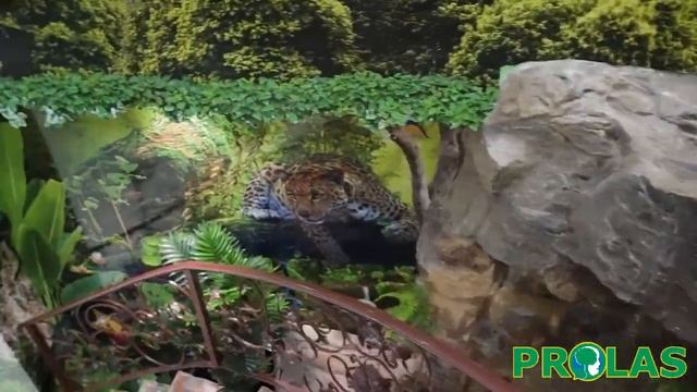 Little Amazon Pet Store смотреть онлайн