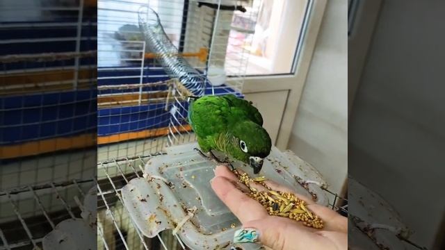 пиррура буроухие попугай. приручение Зелёная банда смотреть онлайн