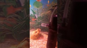 Как уменьшить течение в аквариуме.