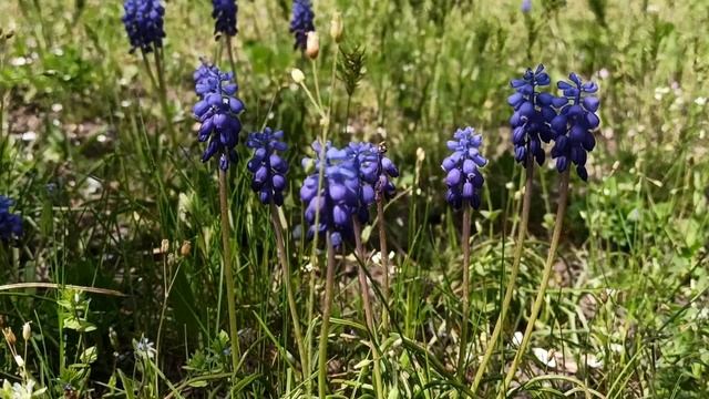 2 июня народный праздник День Александра. Народные приметы и традиции. Запреты дня. смотреть онлайн