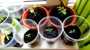 Выращивания томата/Томаты на подоконнике/Как вырастить помидоры круглый год/Эксперимент/1 сезон