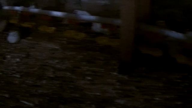 Содержание перепелов в вольере. Минусы и плюсы. смотреть онлайн