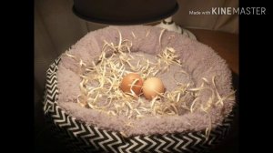 Как вывести яйцо без инкубатора # ДЕНЬ 1