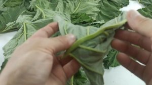 Ферментация листа лопуха и его применение при заболеваниях