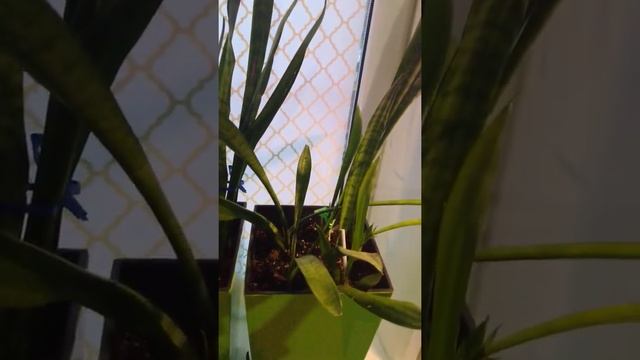 Сансевиерия, Sansevieria, (25 до 65 см длина растения) по 1000₽ каждый горшок без кашпо.2 .02.22 г. смотреть онлайн