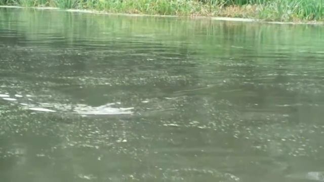 Плотва и карась на поплавок.Дон в районе Нововоронежа. смотреть онлайн