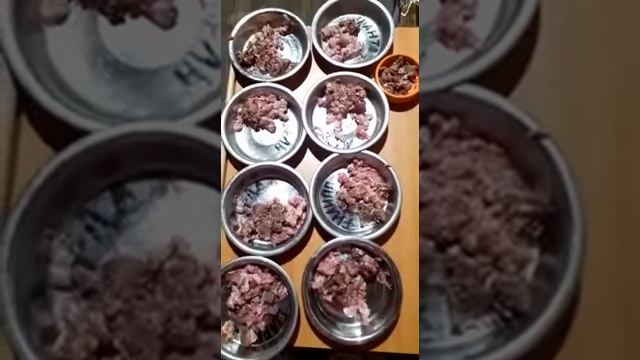 Как я кормлю своих чихуахуа сыроеды,мясо смотреть онлайн