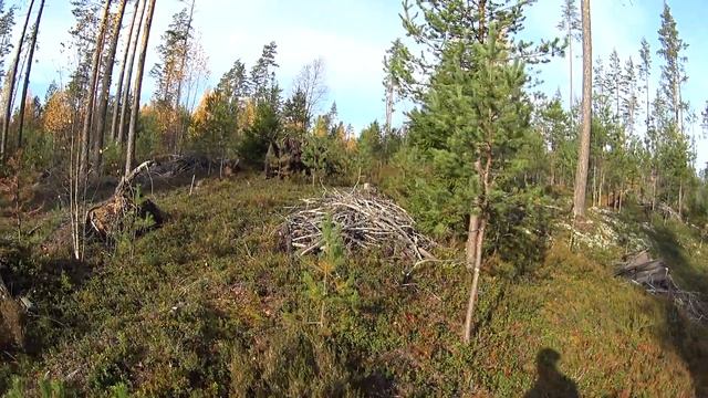 Две вылазки в лес в середине октября под Лосево и Сосново смотреть онлайн