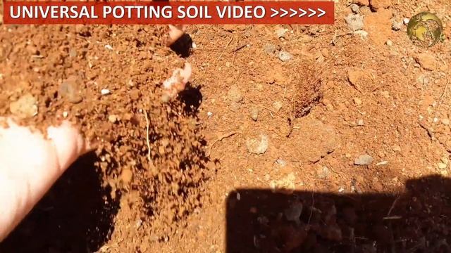 PLUMERIA (CHAMPA): Types, Plumeria Care Tips | Plumeria Cuttings