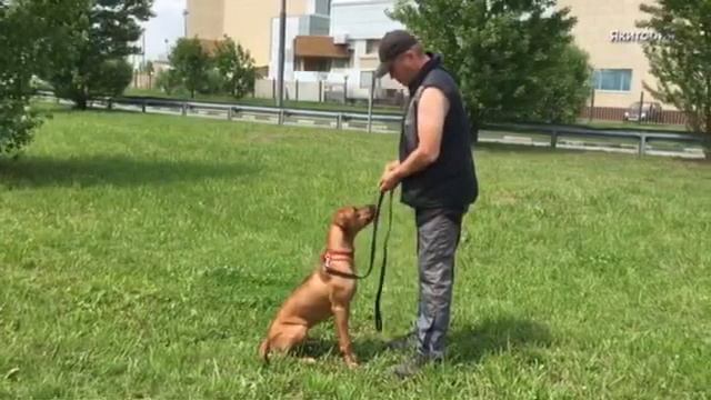 Rhodesian_Ridgeback_DEYONGA смотреть онлайн