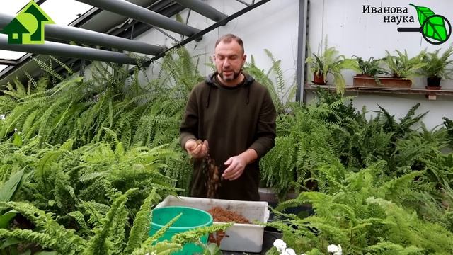 ЛУЧШИЙ ГРУНТ ДЛЯ РАССАДЫ! Без мух, грибков, черной ножки, рыхлый и с ПРЕВОСХОДНЫМ РЕЗУЛЬТАТОМ! смотреть онлайн