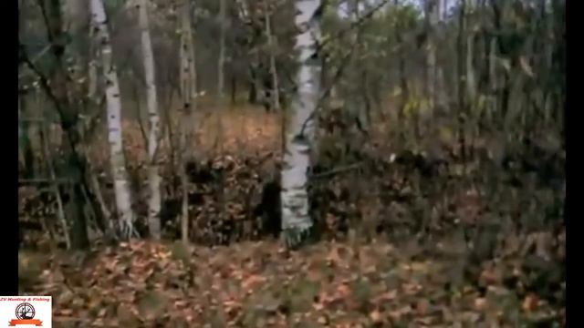boar hunting with dogs. охота на кабана с собаками смотреть онлайн