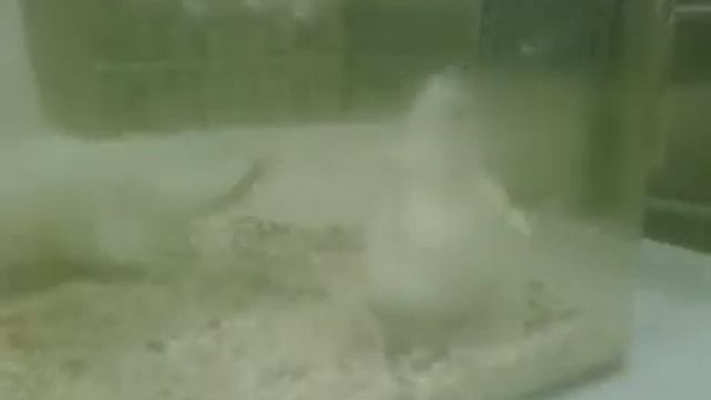 aw rats смотреть онлайн