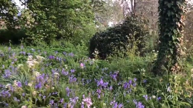 Зинаида Миркина. А в лес входить - в себя вступать смотреть онлайн